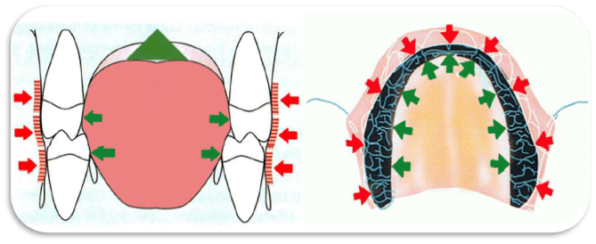 70-Dents-+-langue-schema